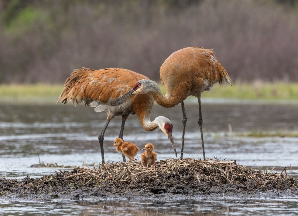 Photo of Sandhill Crane parents feeding two chicks on their nest. Photo by Ted Thousand.